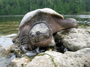 Schnappschiildkröte