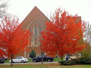 Rote Bäume im Herbst