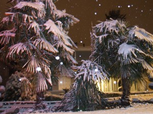 Palmen im Schnee