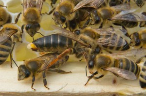 Bienenpräsidentin