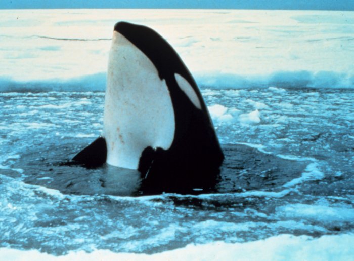Schwertwal in der Arktis