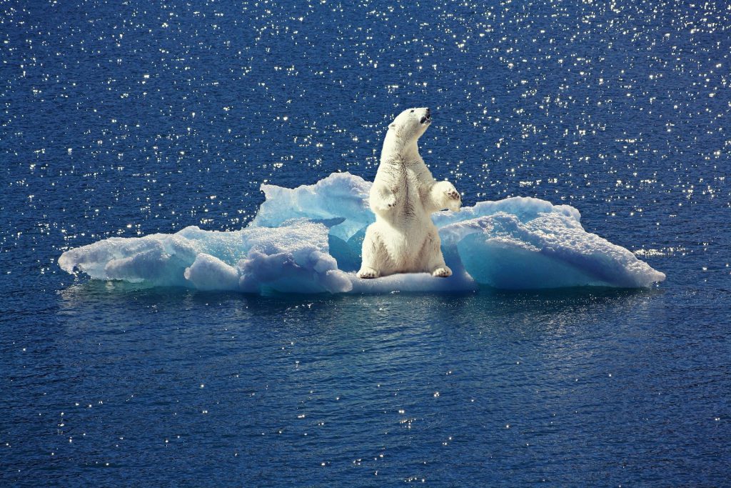 Klimawandel Eisbär